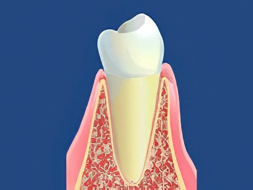 rôle des dents