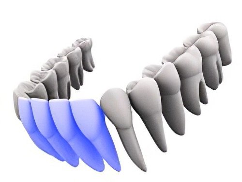 Rôles des dents